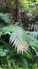 Woodwardia prolifera