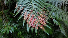 Woodwardia prolifera