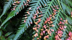 Woodwardia prolifera