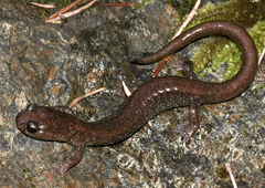 Plethodon asupak