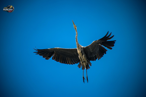 Grey Heron