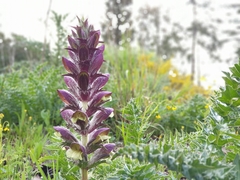 Acanthus syriacus