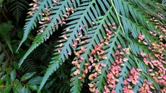 Woodwardia prolifera