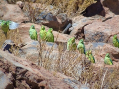 Psilopsiagon aurifrons