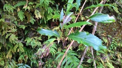 Turpinia ternata