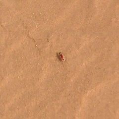 Cicindela resplendens