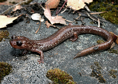 Plethodon stormi