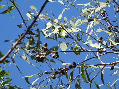 Eucalyptus planchoniana, photograph 5
