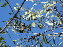Eucalyptus planchoniana, photograph (c) Samuel Frankel, some rights reserved (CC BY)