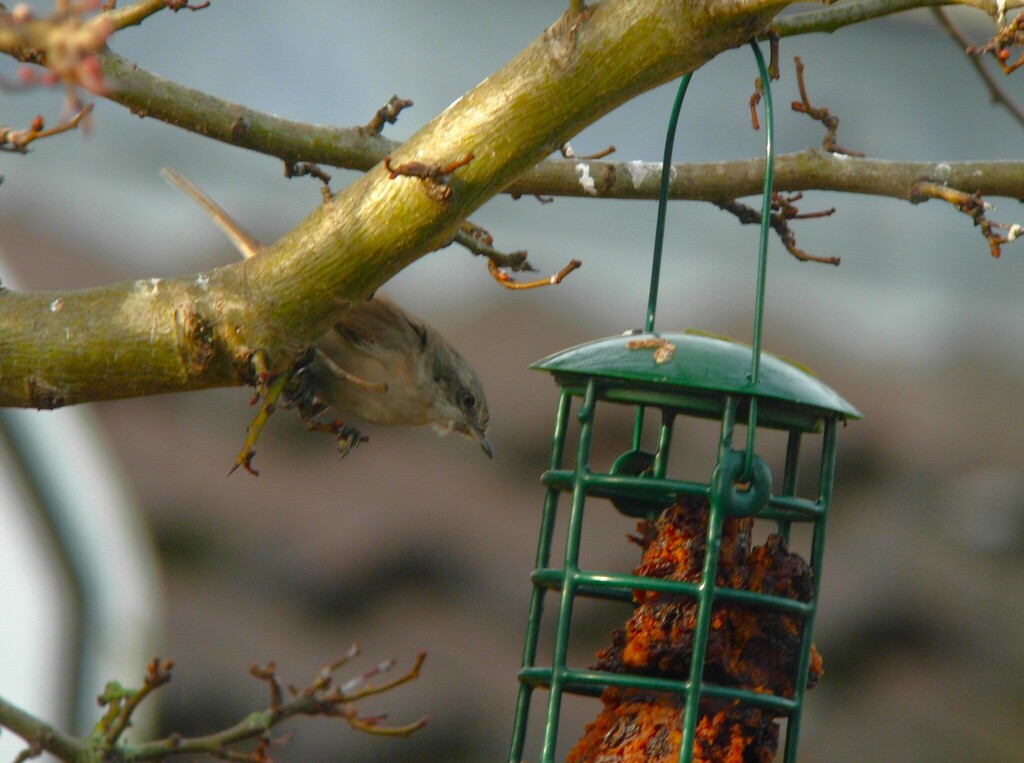 Lesser Whitethroat (halimodendri)