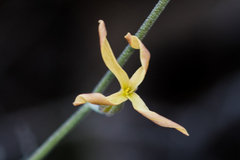 Lyrocarpa coulteri