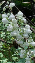 Zenobia pulverulenta