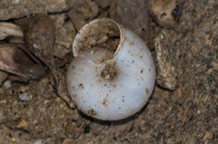 Sonorelix borregoensis