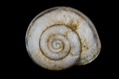 Sonorelix borregoensis