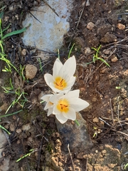 Crocus hyemalis