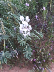 Lupinus palaestinus