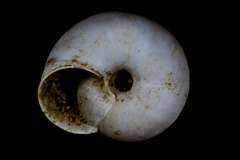 Sonorelix borregoensis