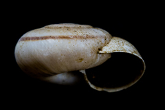 Sonorelix borregoensis