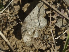 Isturgia murinaria