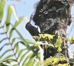 Lepidocolaptes squamatus