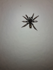 Latonigena auricomis