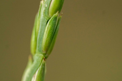 Tripsacum dactyloides