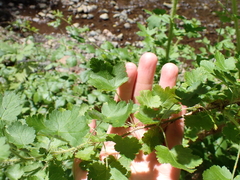 Ribes menziesii, photograph (c) Steven Lamonde, some rights reserved (CC BY)