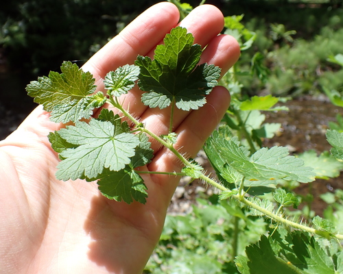 Ribes menziesii, photograph 4