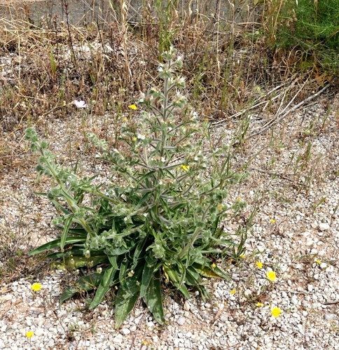 Pale Bugloss