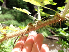 Ribes menziesii, photograph (c) Steven Lamonde, some rights reserved (CC BY)