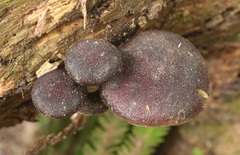 Gymnopilus purpuratus image