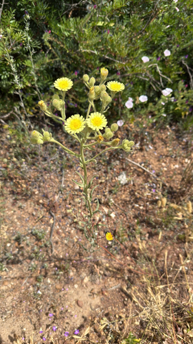 Common Andryala