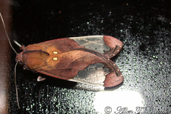 Bertholdia flavidorsata