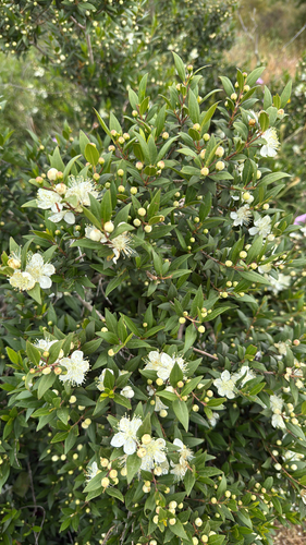 myrtle