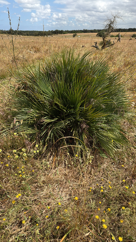 Mediterranean fan palm
