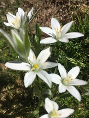 Ornithogalum umbellatum