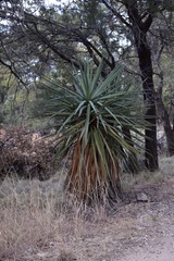 Yucca madrensis