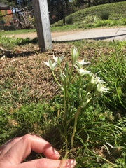 Ornithogalum umbellatum