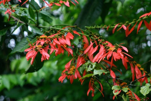 Warszewiczia coccinea, photograph 2