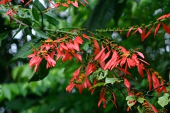 Warszewiczia coccinea, photograph (c) Cody Hinchliff, some rights reserved (CC BY)