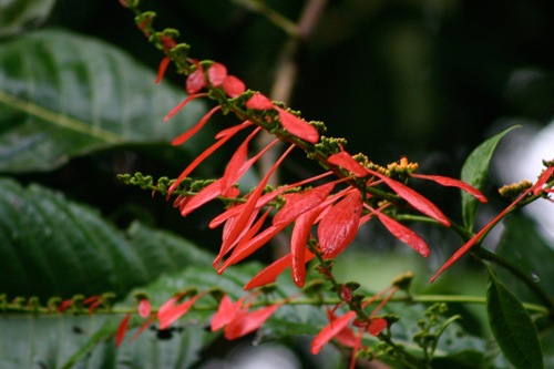 Warszewiczia coccinea, photograph 4
