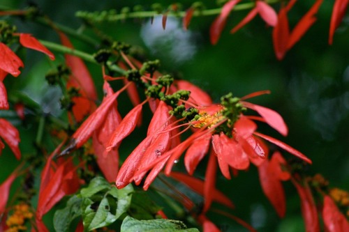 Warszewiczia coccinea, photograph 3