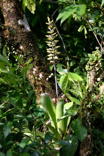 Aechmea angustifolia, photograph 4