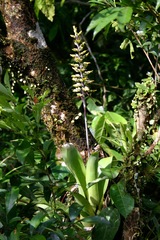 Aechmea angustifolia, photograph (c) Cody Hinchliff, some rights reserved (CC BY)