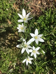 Ornithogalum umbellatum