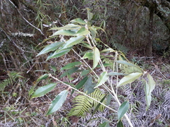 Quercus stenophylloides