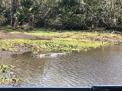 Alligator mississippiensis