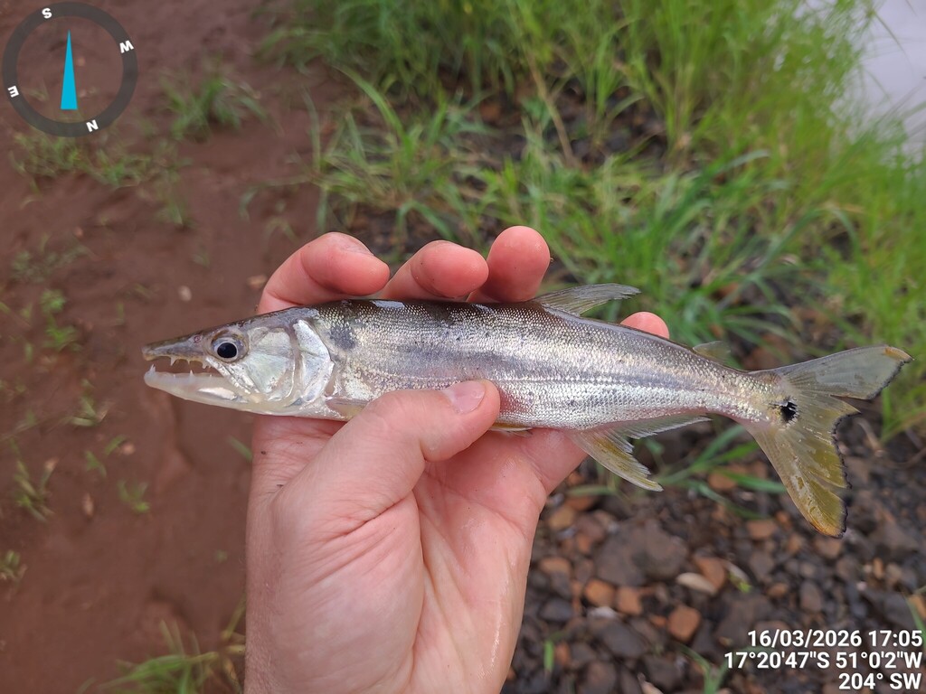 Freshwater barracuda (Acestrorhynchus lacustris) — Acestrorhynchidae