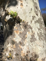 Platanus occidentalis