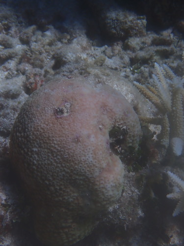Astreopora observed 2026-05-07